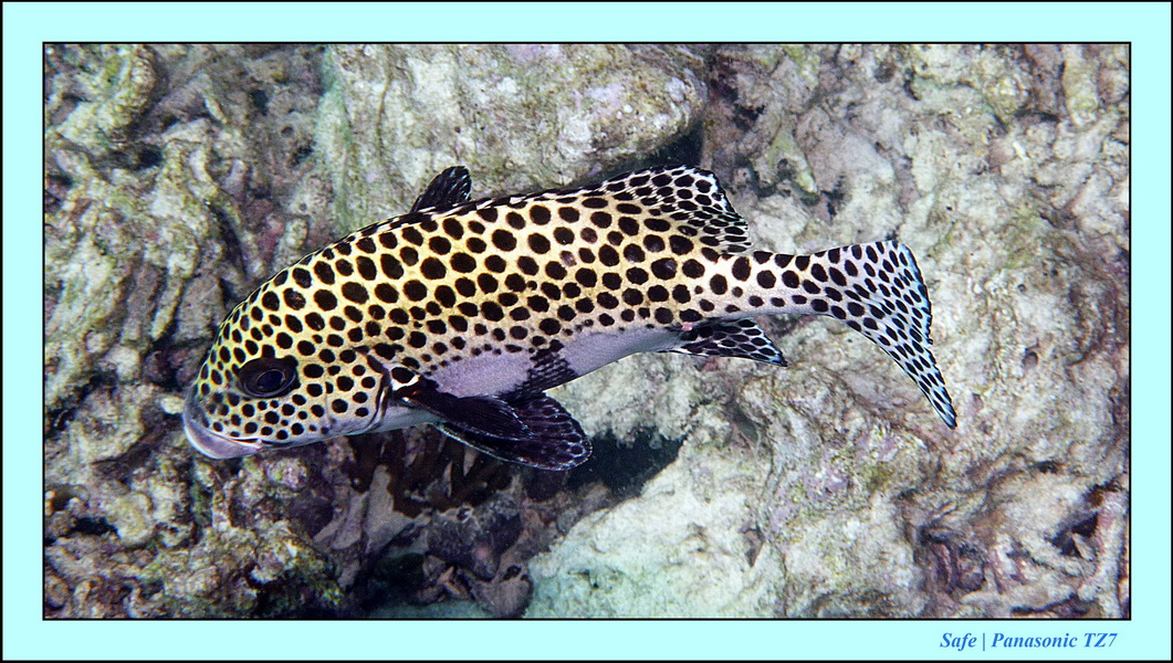 2011 - 08 - Borneo - Mataking 64